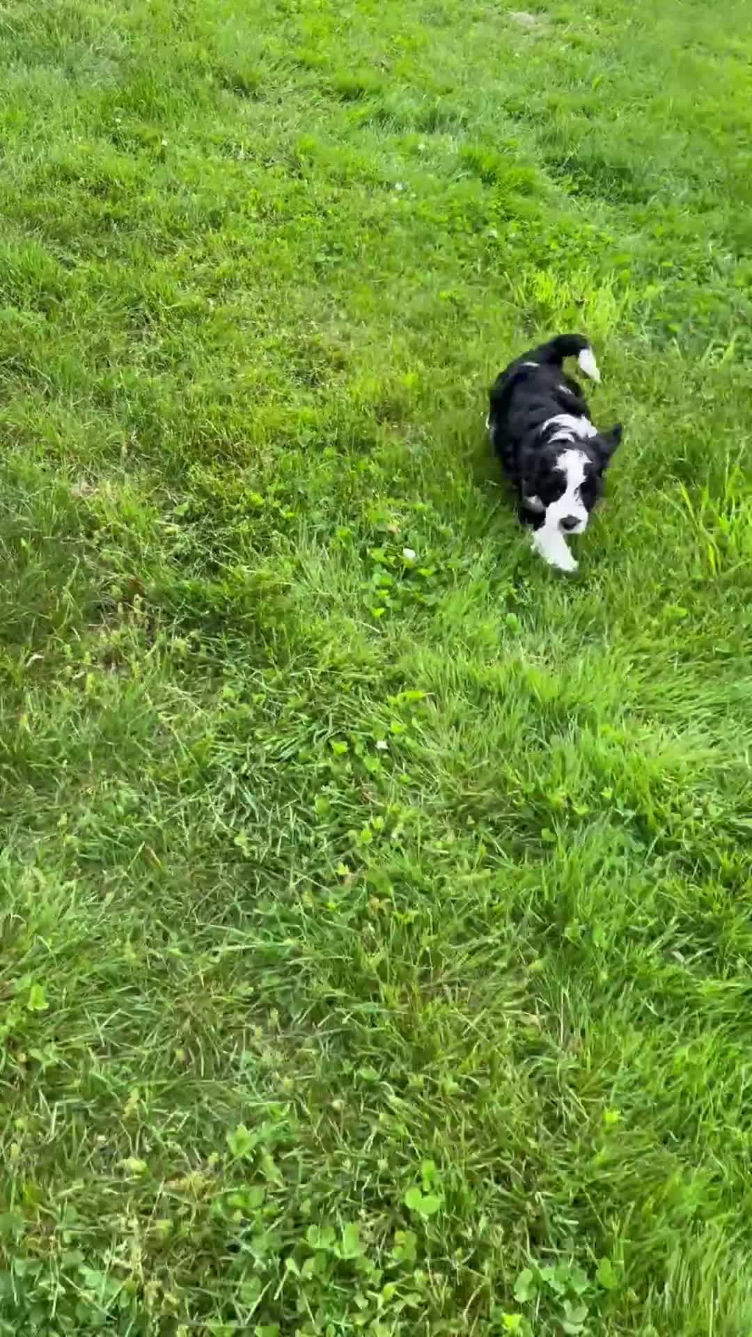 Aussiedoodle dogs for sale: Oreo - Video 1