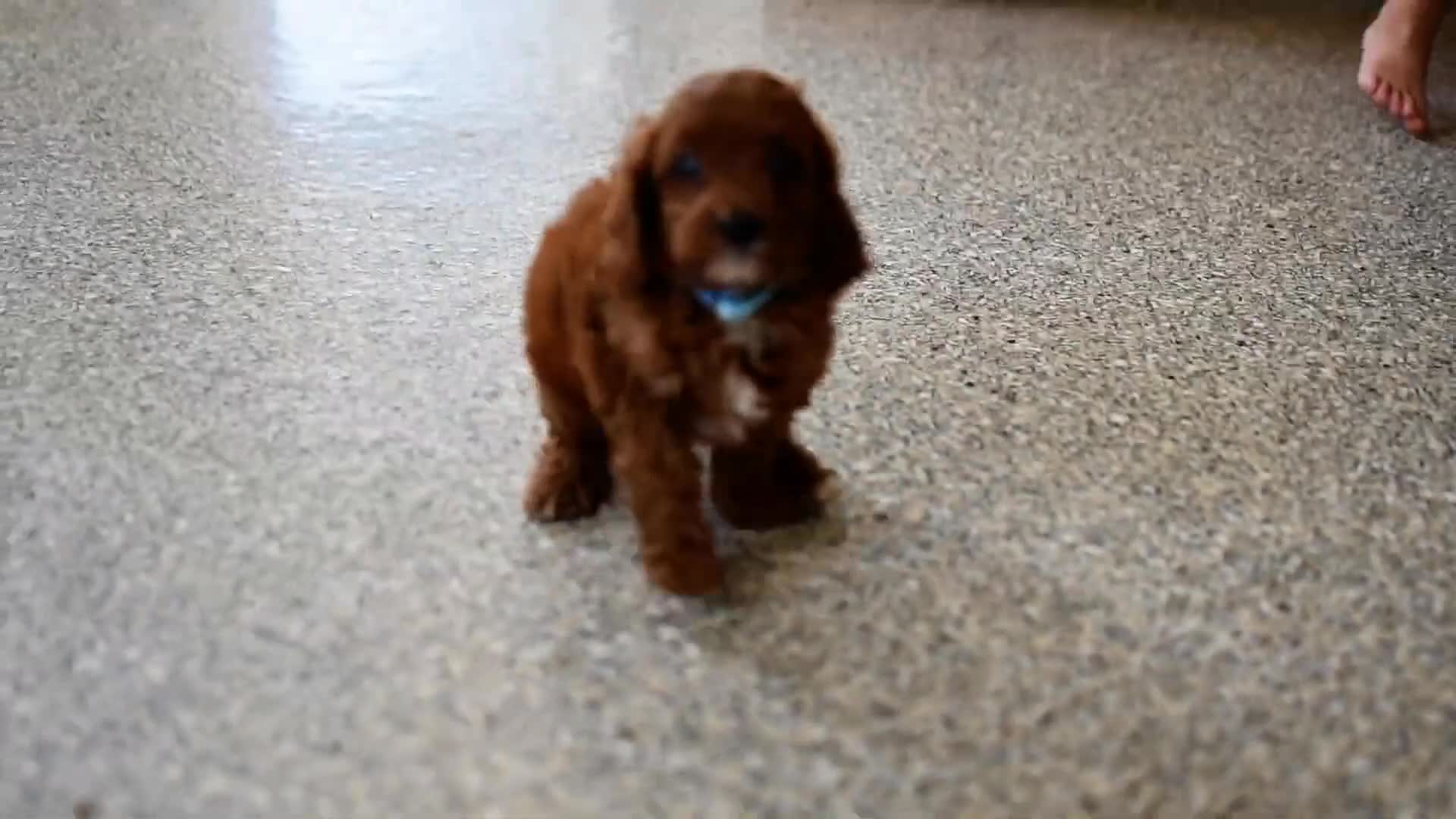 Cavapoo dogs for sale: Wade - Video 1