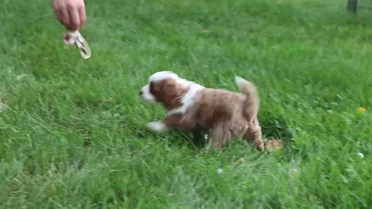 Cavapoo dogs for sale: Hunter - Video 1