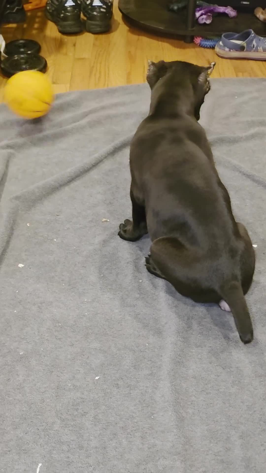 Cane Corso dogs for sale: Rocko (green collar) - Video 1