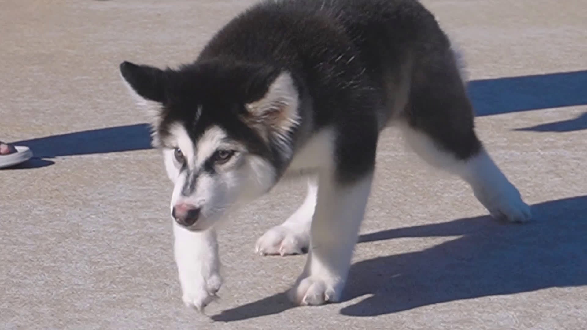 Alaskan Malamute dogs for sale: Saseme - Video 2