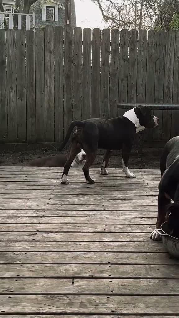 American Bully dogs for stud: American Bully - Video 1
