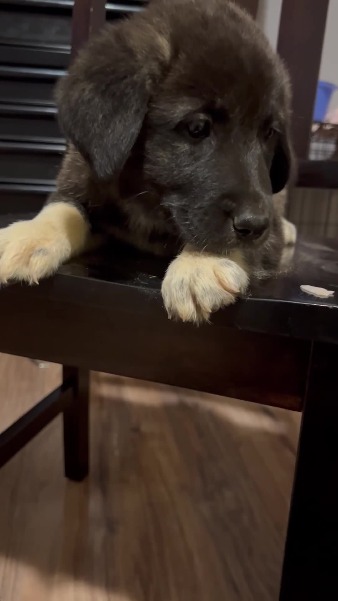 Mixed Breed dogs for sale: Mixed Breed Puppy 2 - Video 2