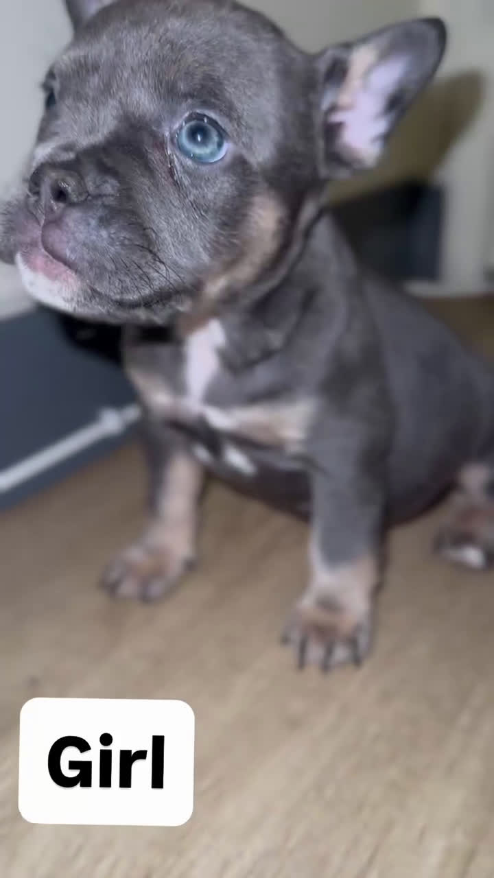 Mixed Breed dogs for sale: Mars - Video 1