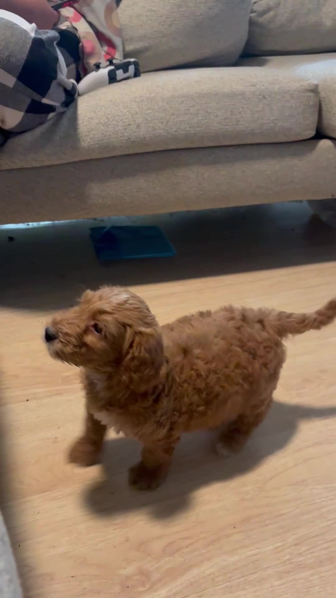 Mini Goldendoodle dogs for sale: Nova - Video 1