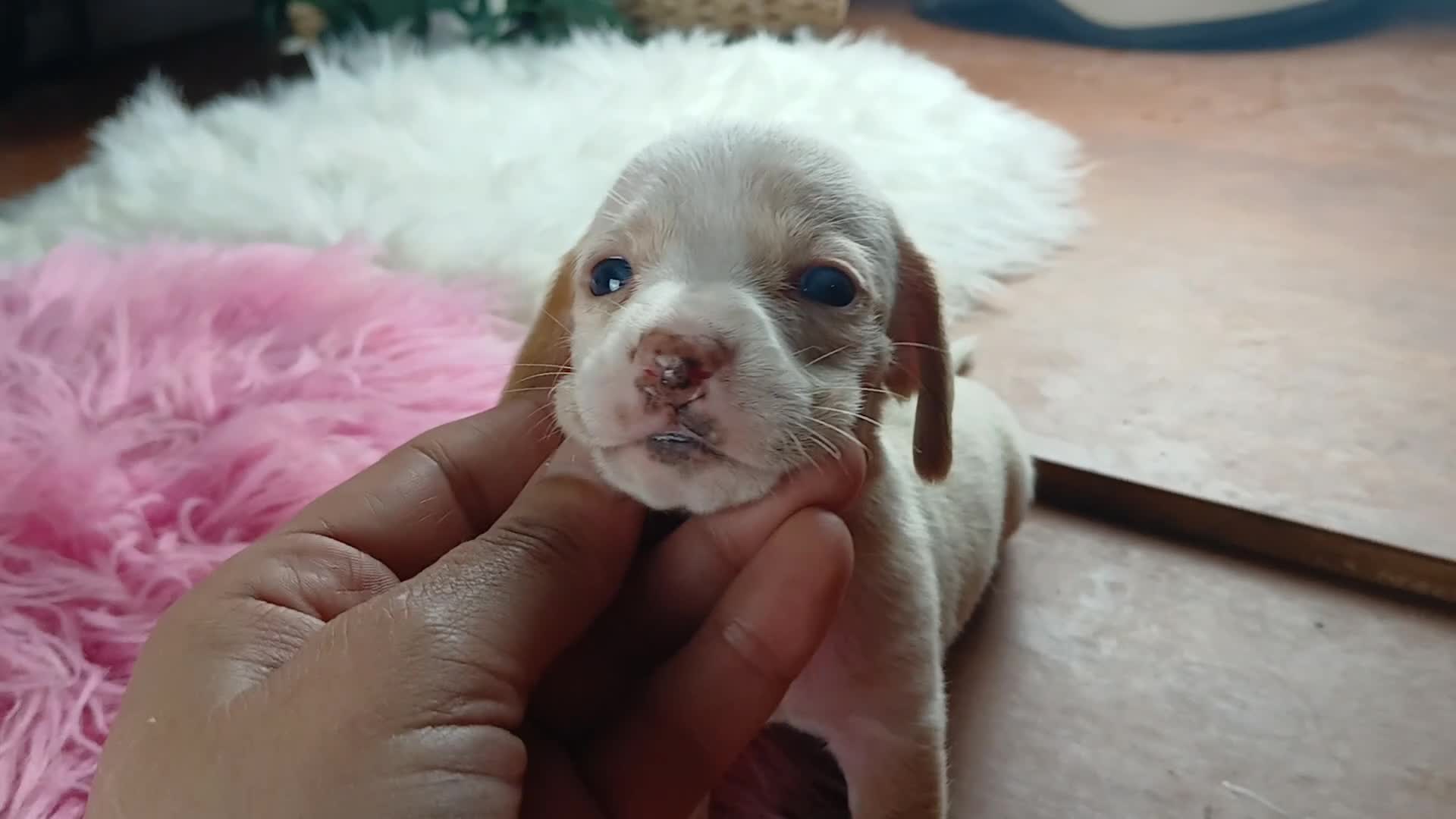 Dachshund dogs for sale: Nationwide delivery. Sugar pies piebald girl Freckle nose - Video 1