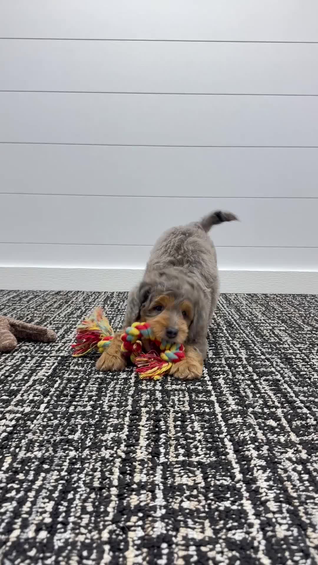Mini Goldendoodle dogs for sale: Cash 🧸❤️ - Video 1