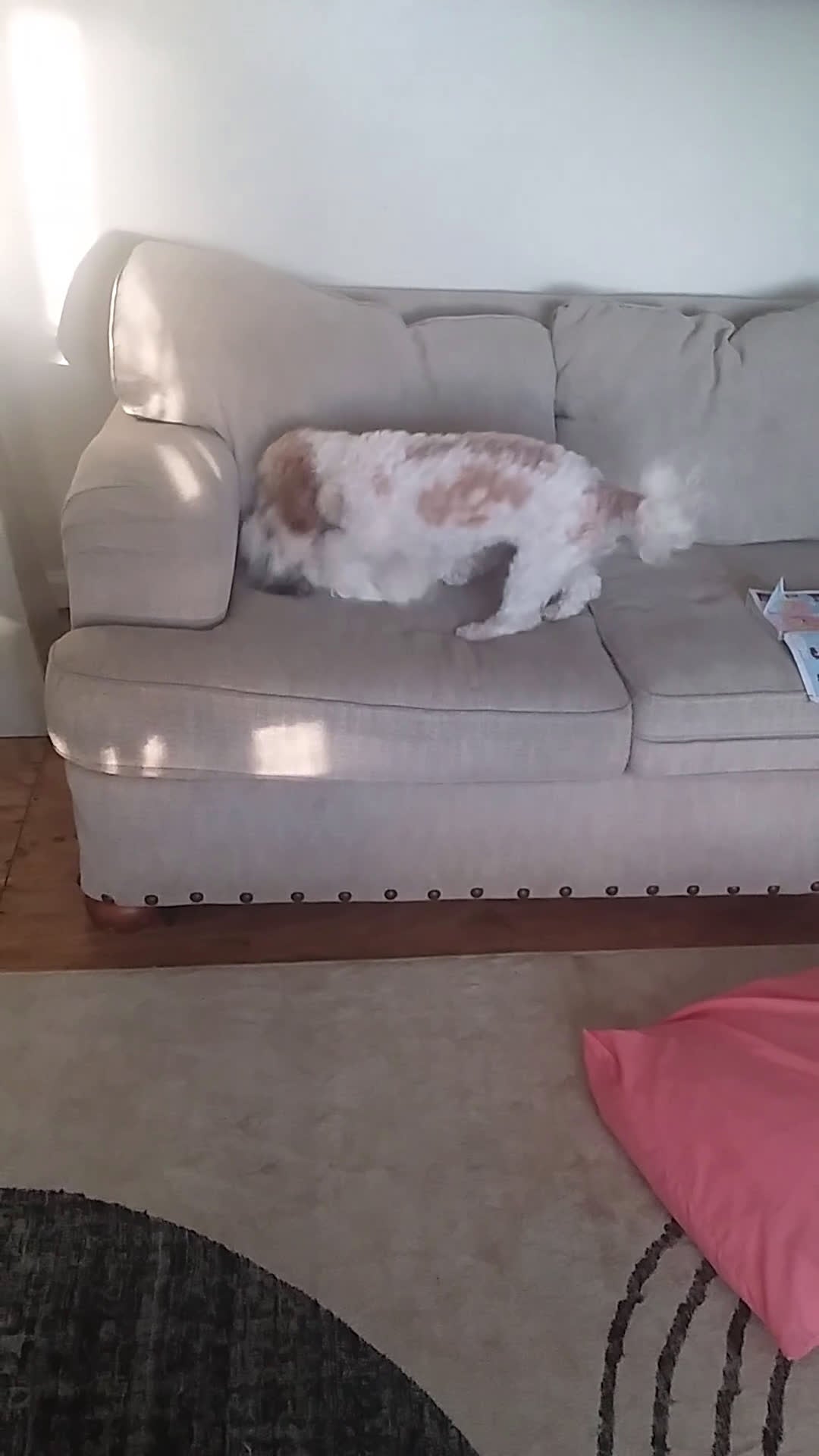 Cavapoo dogs for sale: Cavapoo Puppy 1 - Video 1