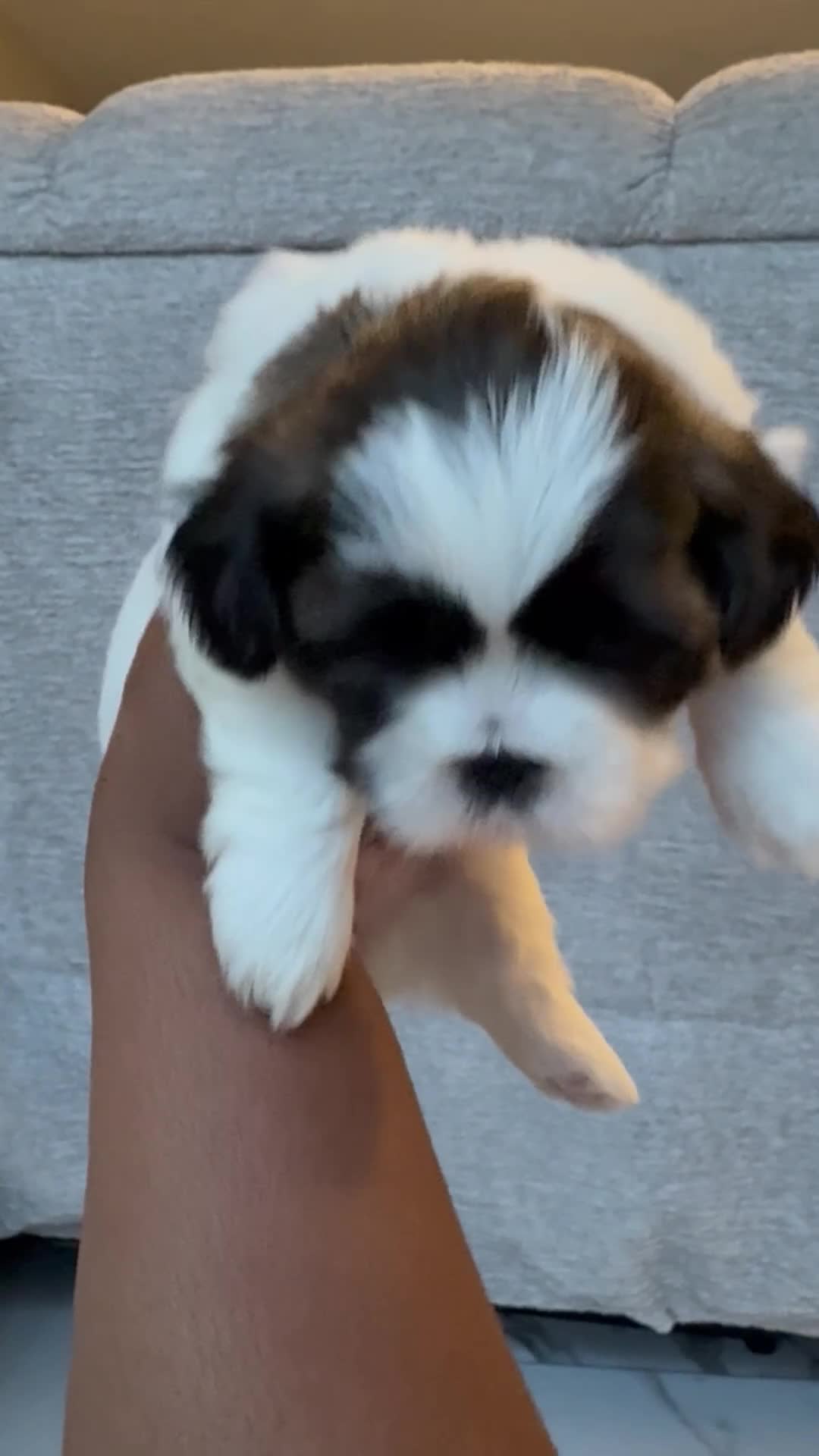 Shih Tzu dogs for sale: Shih Tzu Puppy 1 - Video 1
