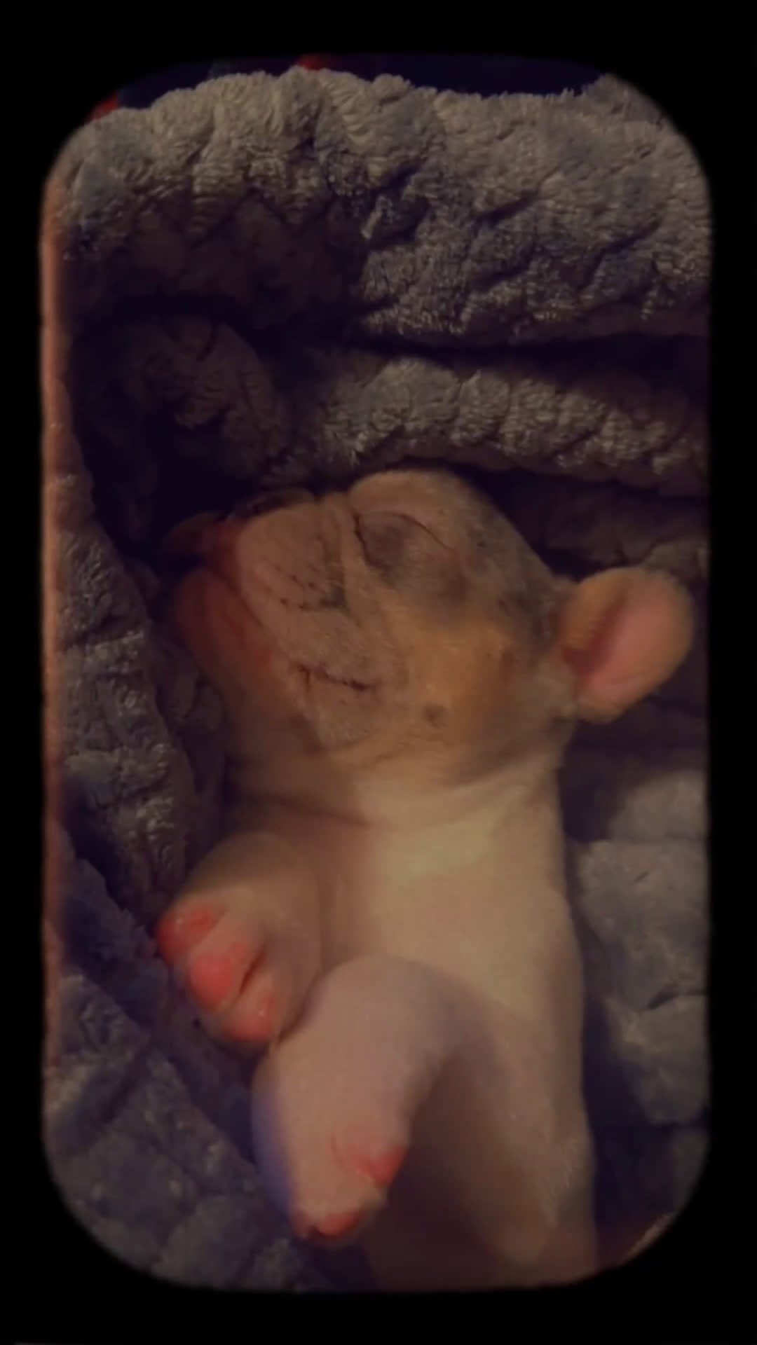 French Bulldog dogs for sale: Cupid  - Video 1