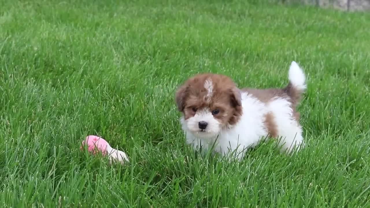 Havapoo dogs for sale: Addie - Video 1