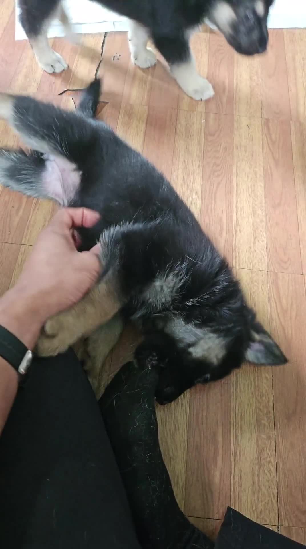 Gerberian Shepsky dogs for sale: Valkyrie - Video 2