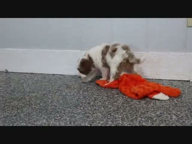 Mini Goldendoodle dogs for sale: Butler - Video 6