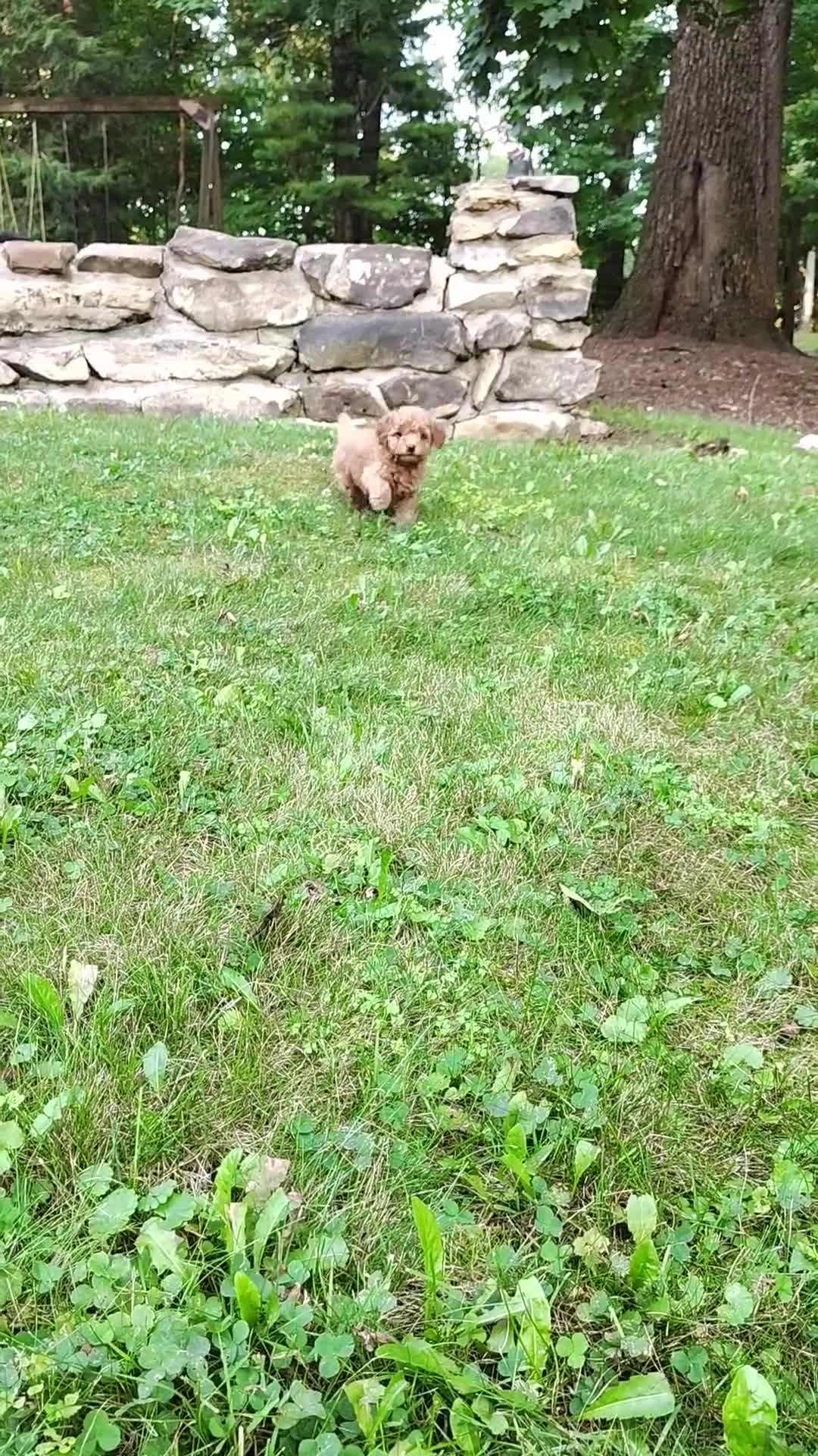 Mini Goldendoodle dogs for sale: Tucker - Video 4