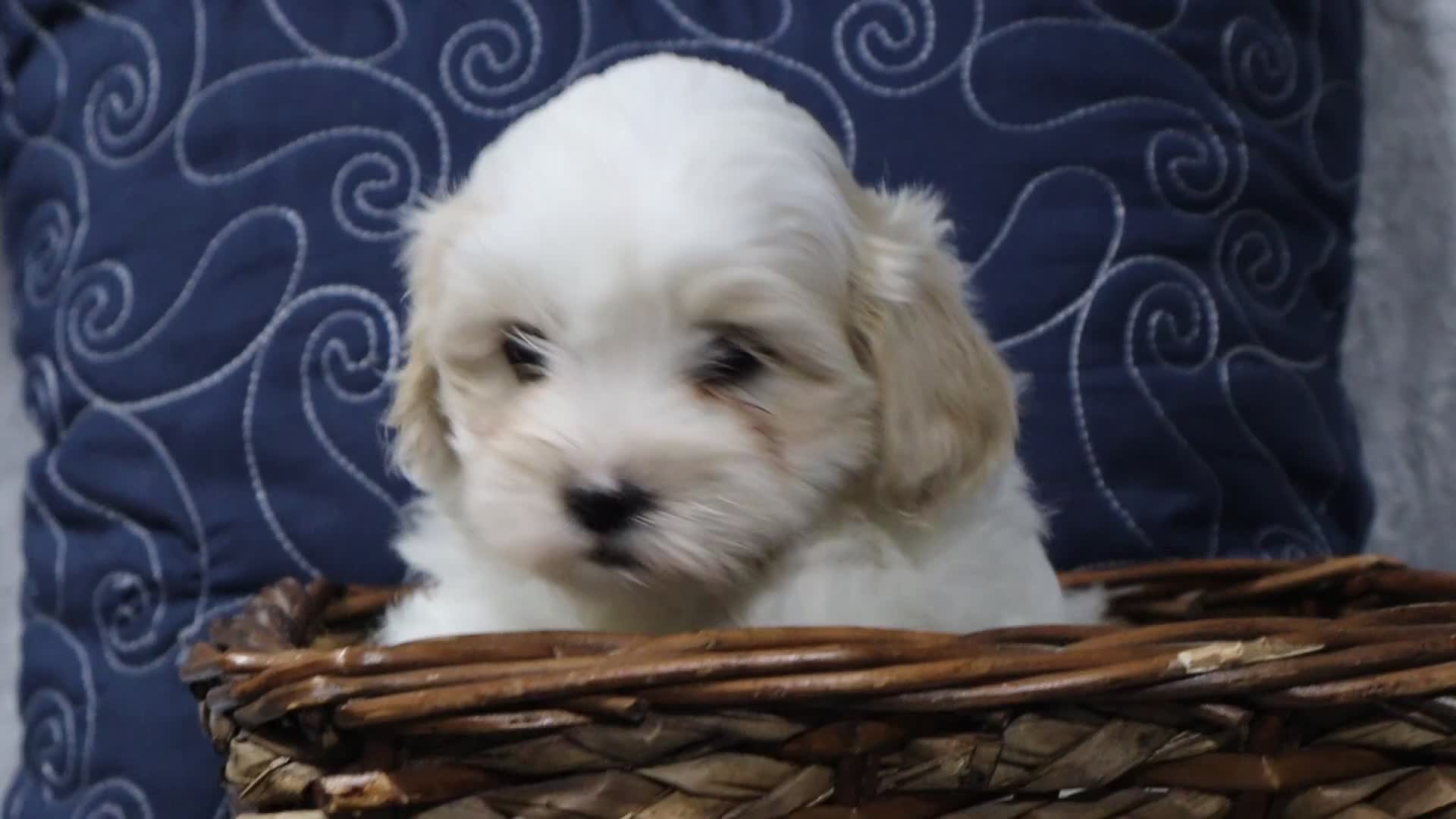 Shihpoo dogs for sale: Kamry - Video 1