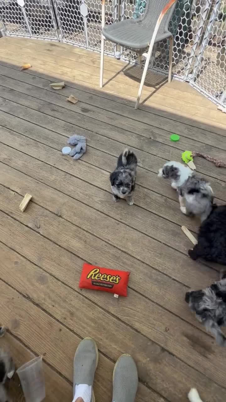 Mixed Breed dogs for sale: Corgi-Poo Schnoodle Hybrid - Video 1