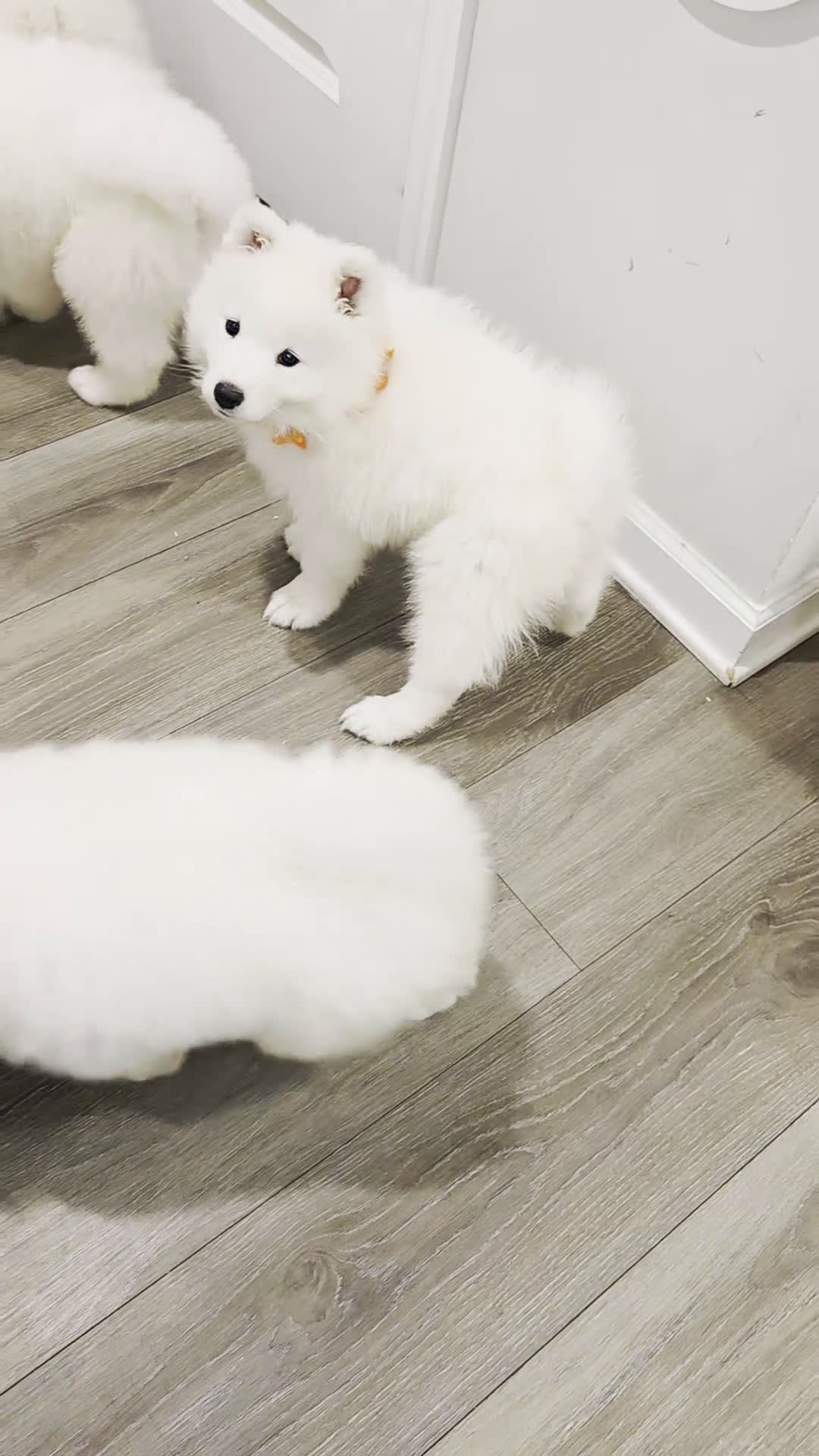 Samoyed dogs for sale: Mellow - Video 1