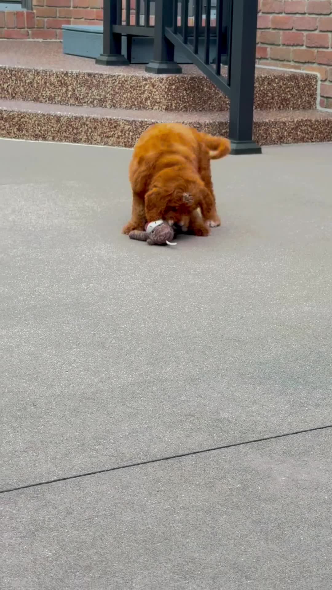 Mini Goldendoodle dogs for sale: Duke ❤️😘 - Video 1