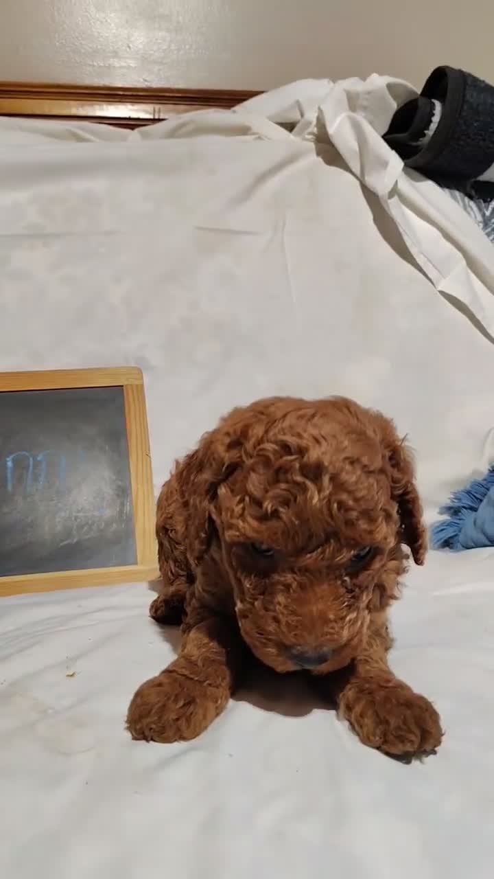 Mini Goldendoodle dogs for sale: Benny - Video 1