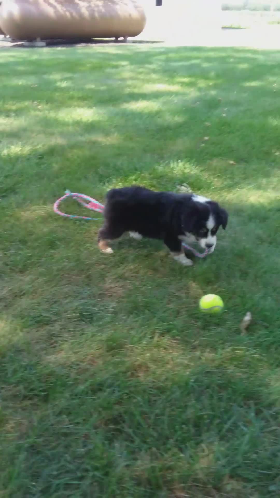 Miniature Australian Shepherd dogs for sale: Romeo - Video 1