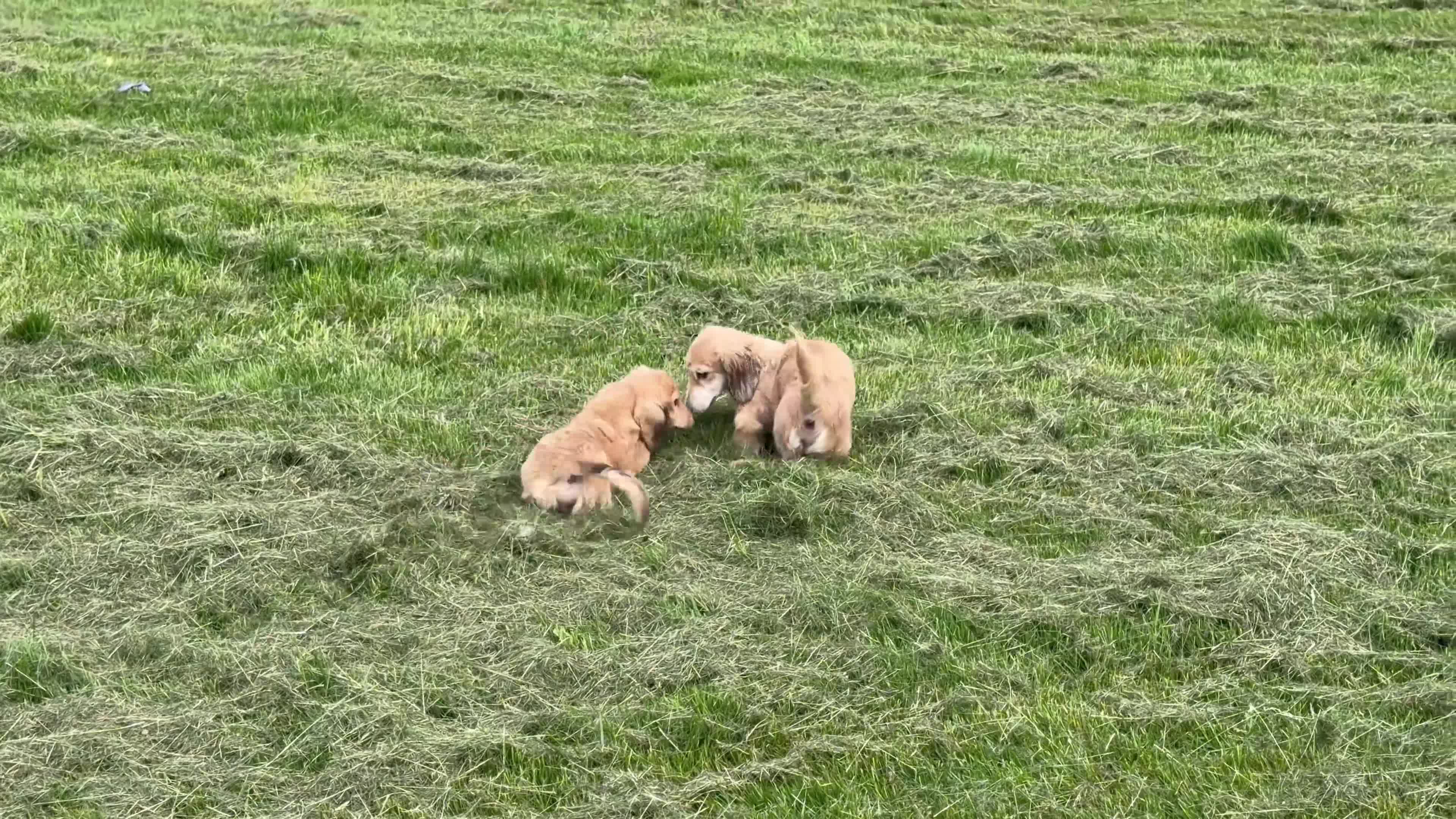 Miniature Dachshund dogs for sale: Cream - Video 1