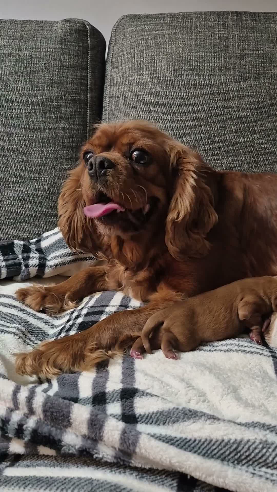 Cavalier King Charles Spaniel dogs for sale: Cavalier King Charles Spaniel 3 - Video 1