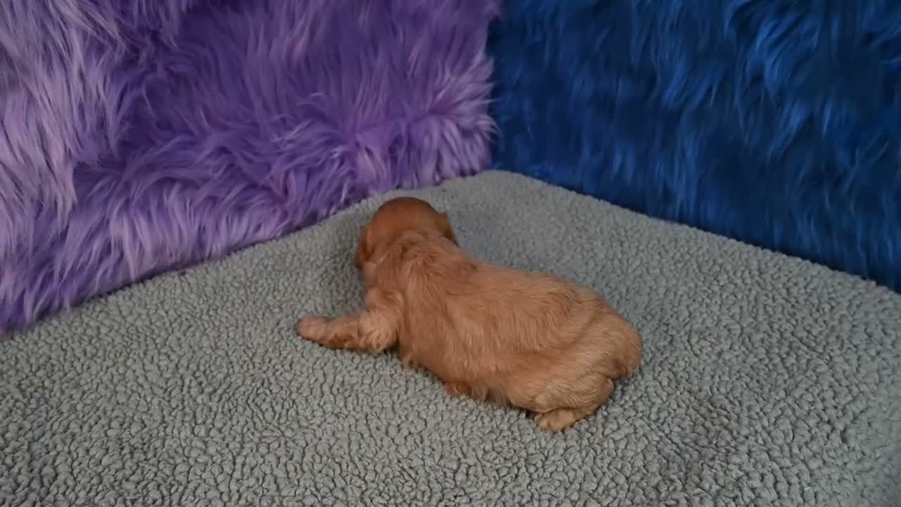 Cavapoo dogs for sale: Cavapoo 6 - Video 3