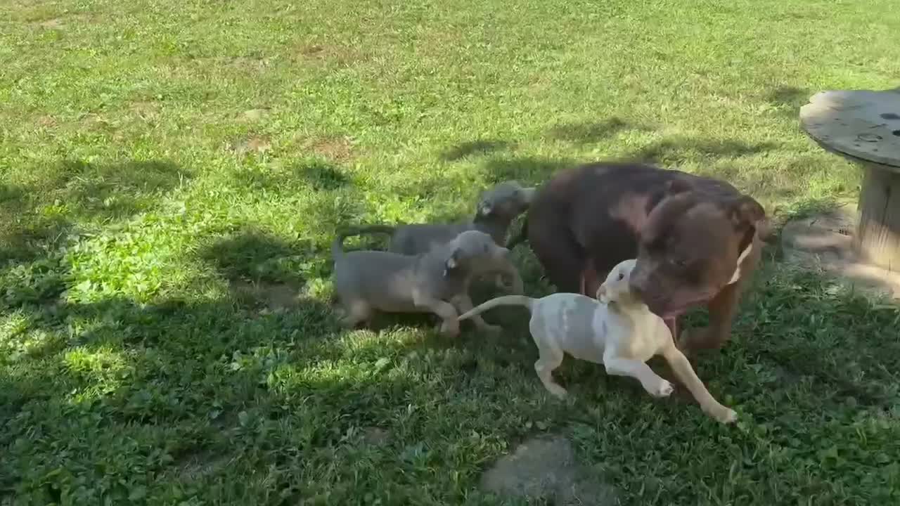 American Bully dogs for sale: American Bully 6 - Video 1