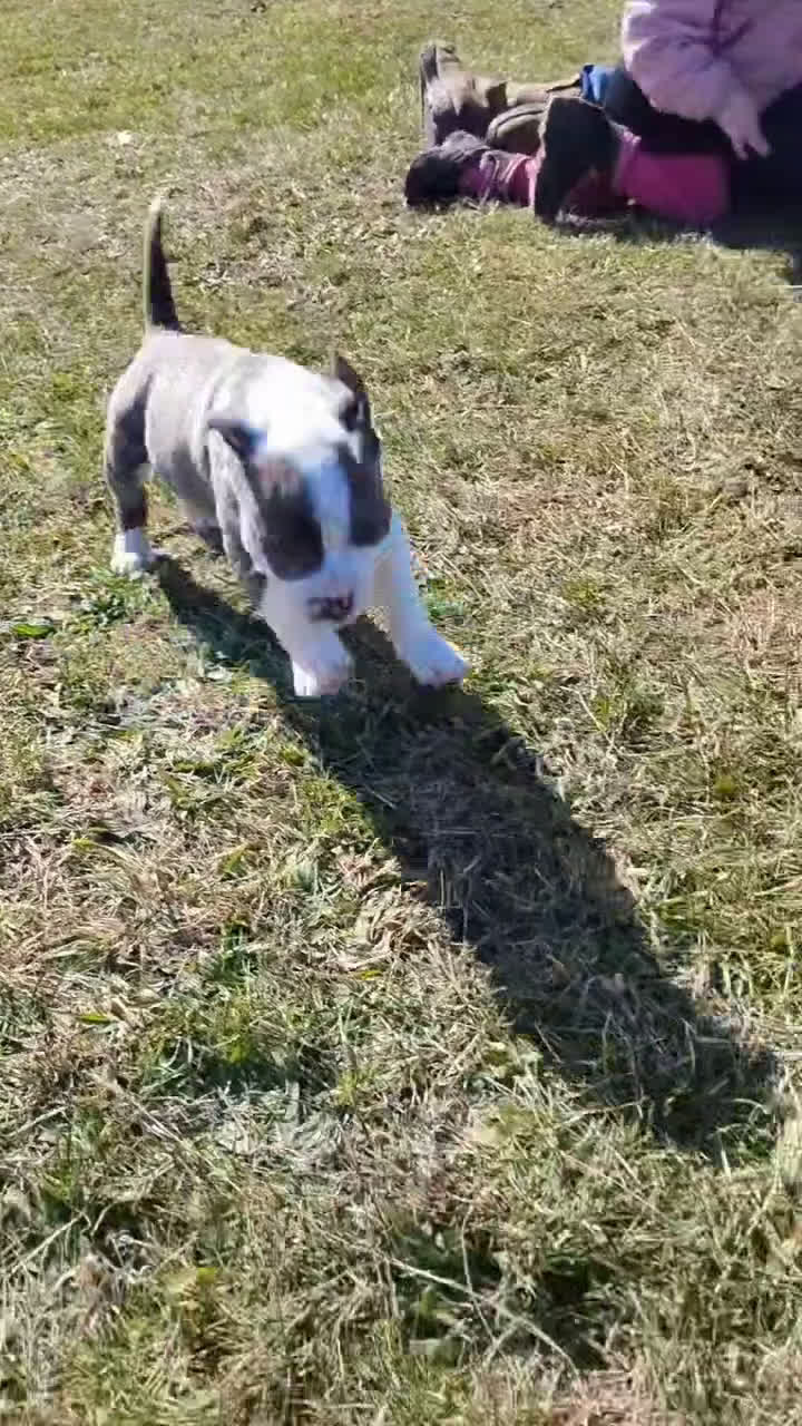 American Pit Bull Terrier dogs for sale: ASH - Video 1