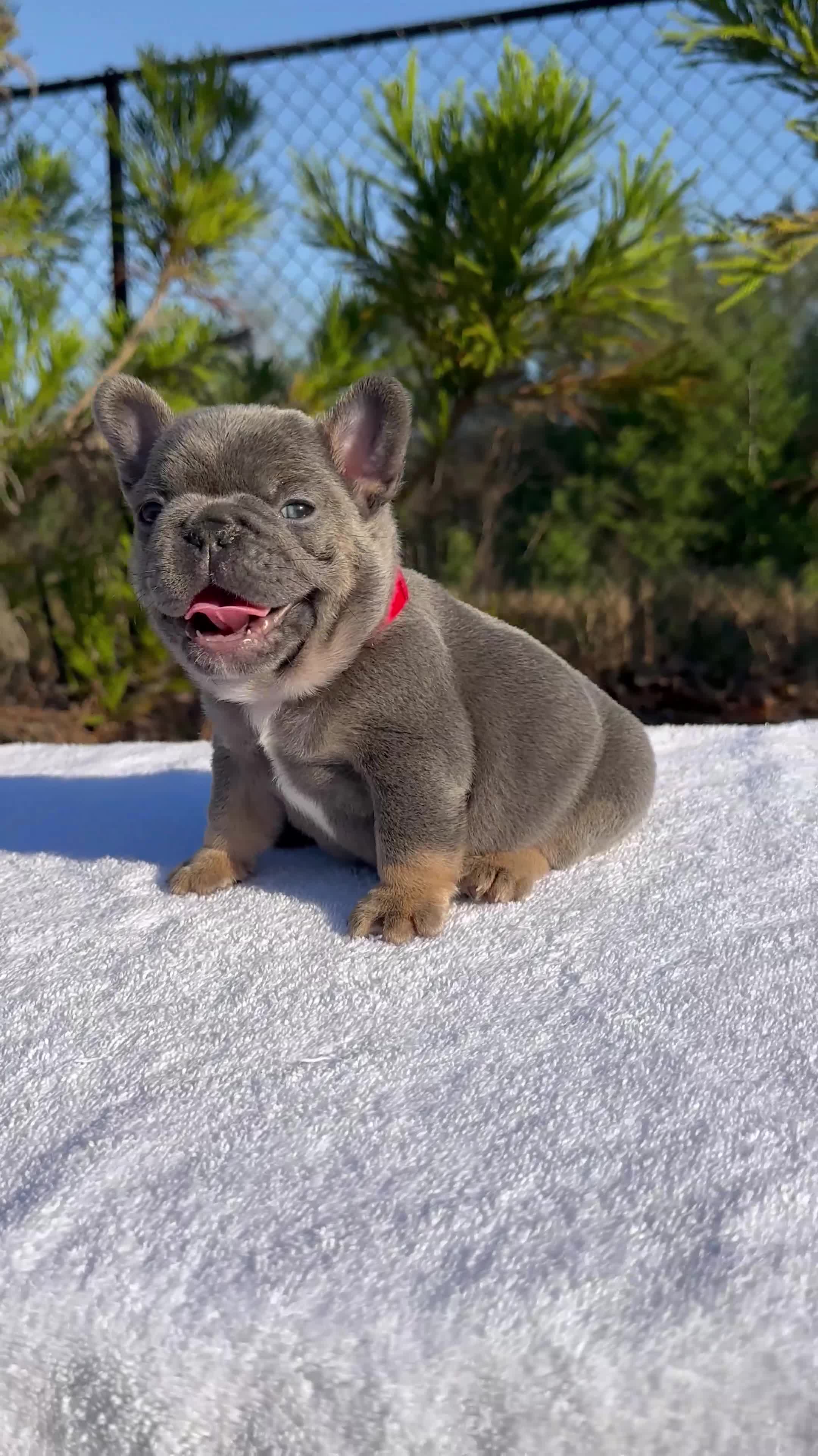French Bulldog dogs for sale: French Bulldog Puppy 1 - Video 1