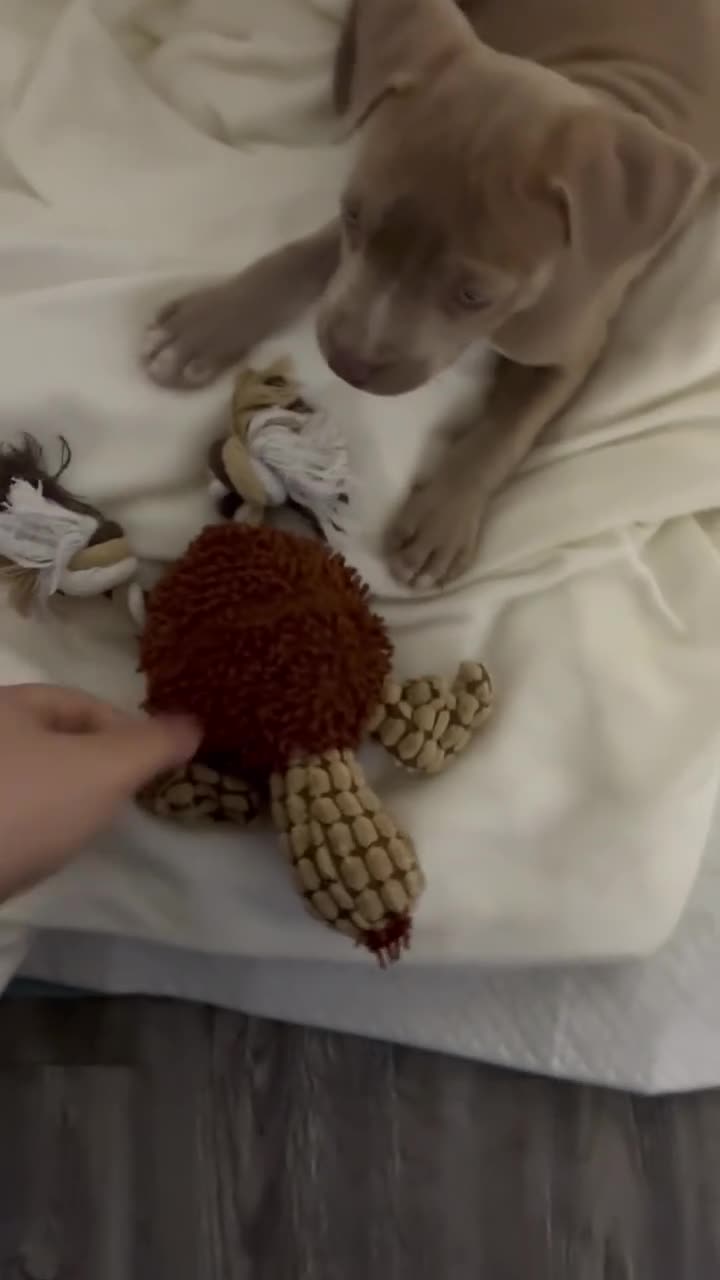 American Pit Bull Terrier dogs for sale: American Pit Bull Terrier Puppy 1 - Video 1