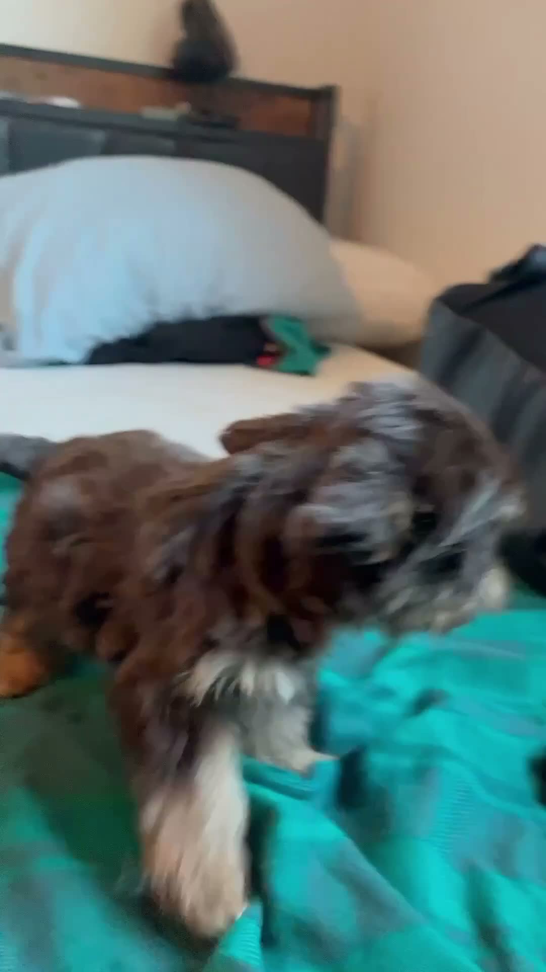 Yorkiepoo dogs for sale: Yorkiepoo 2 - Video 3