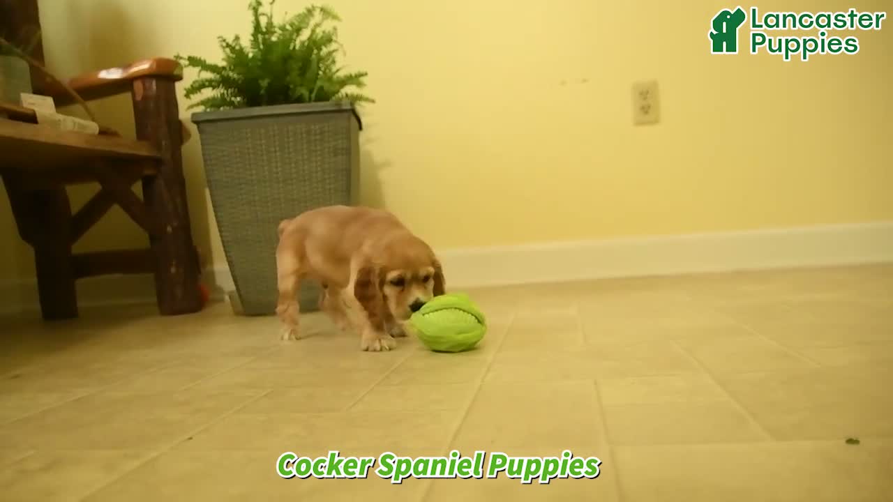 English Cocker Spaniel dogs for sale: Rusty - Video 1