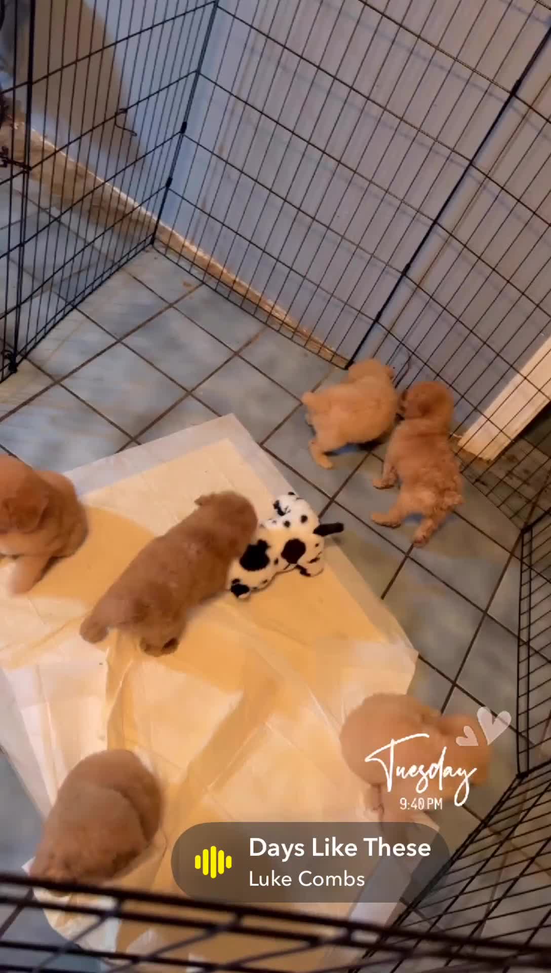 Miniature Poodle dogs for sale: Miniature Poodle Puppy 7 - Video 1