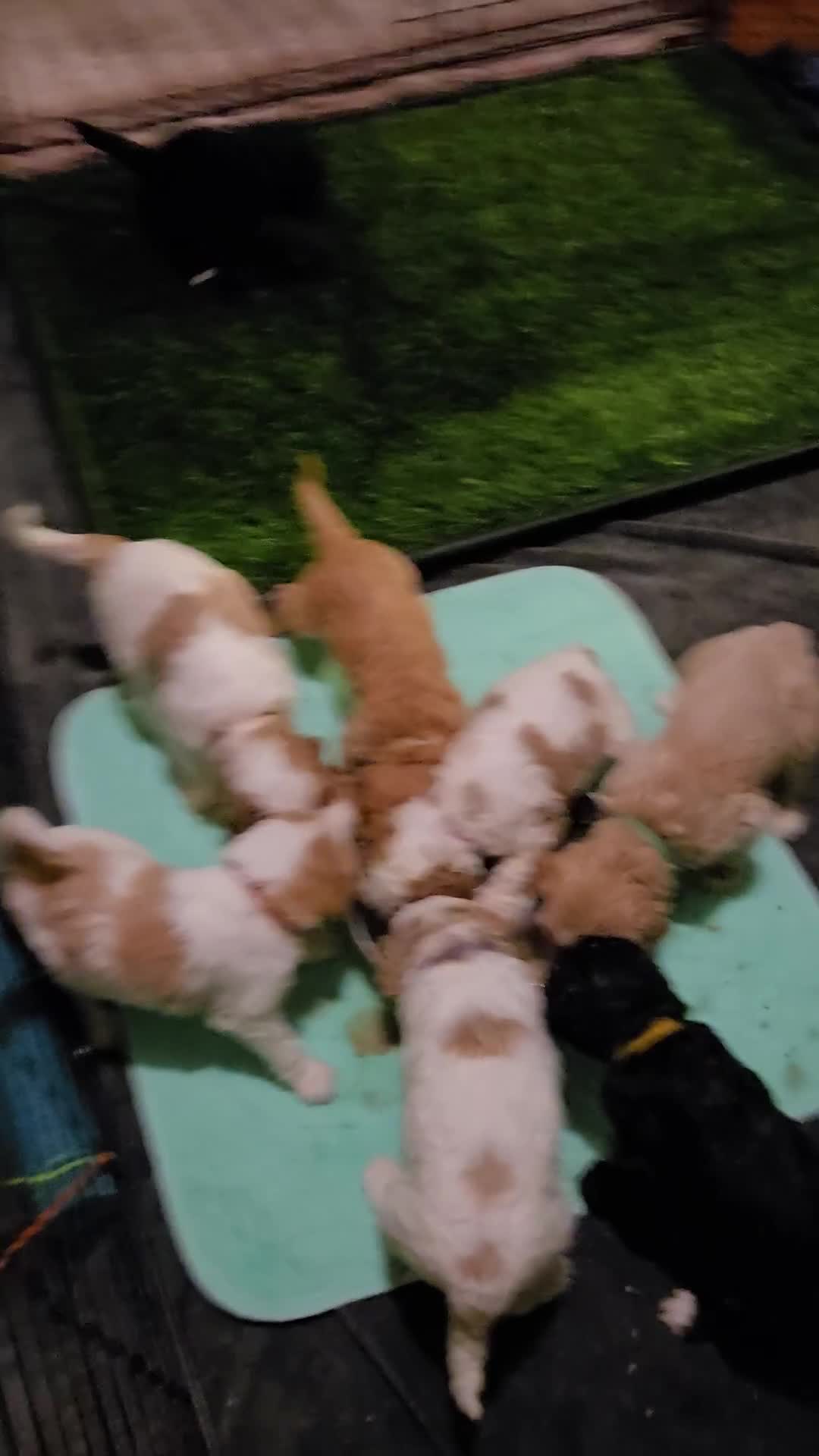 Goldendoodle dogs for sale: Mr Green - Video 2