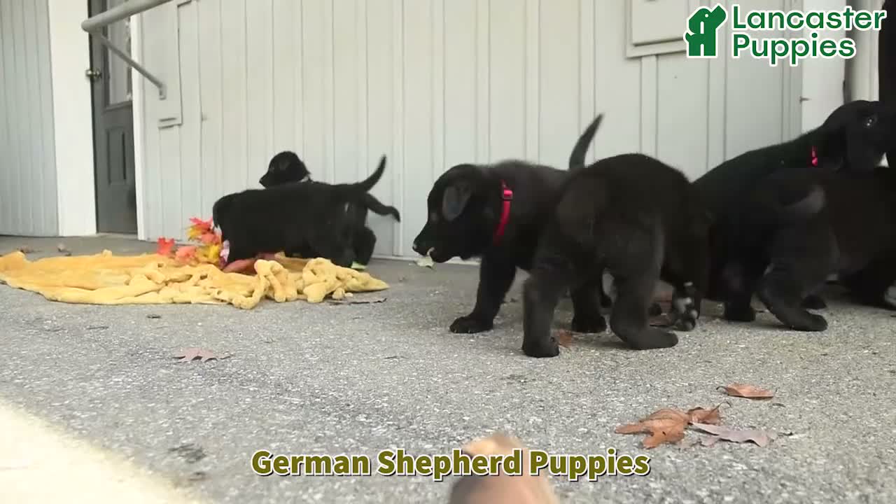 German Shepherd dogs for sale: Joel  - Video 1