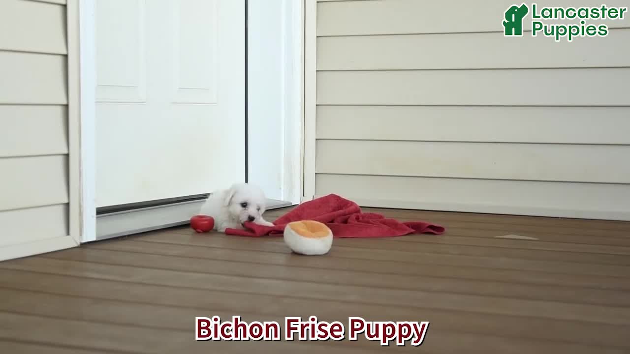 Bichon Frise dogs for sale: Ricky  - Video 1