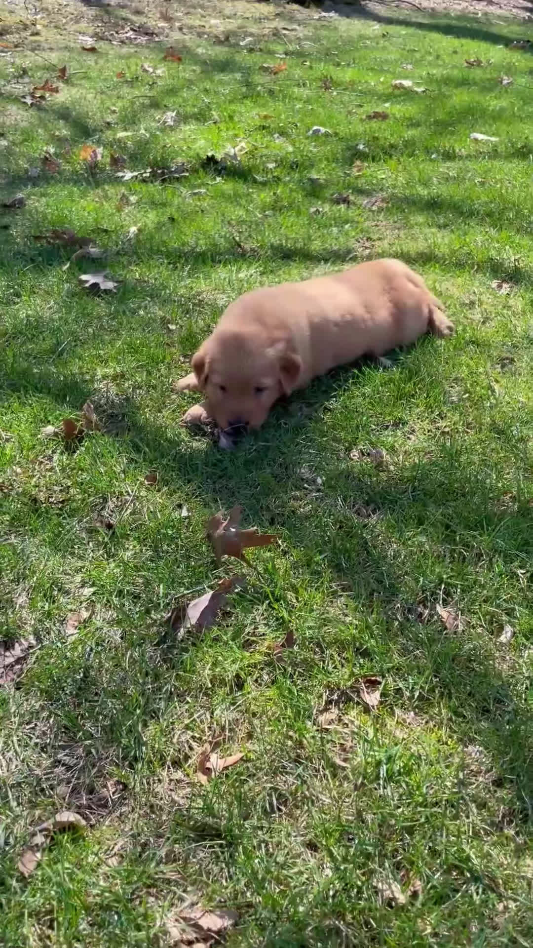 Golden Retriever dogs for sale: Duke - Video 7