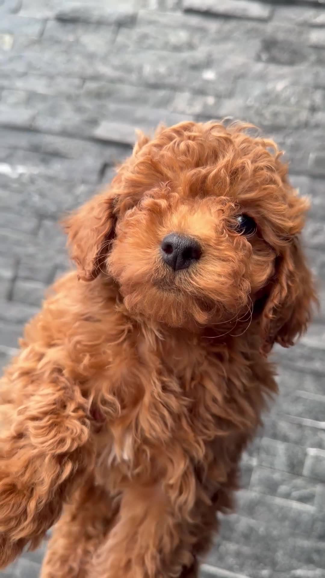 Toy Poodle dogs for sale: Alex - Video 1