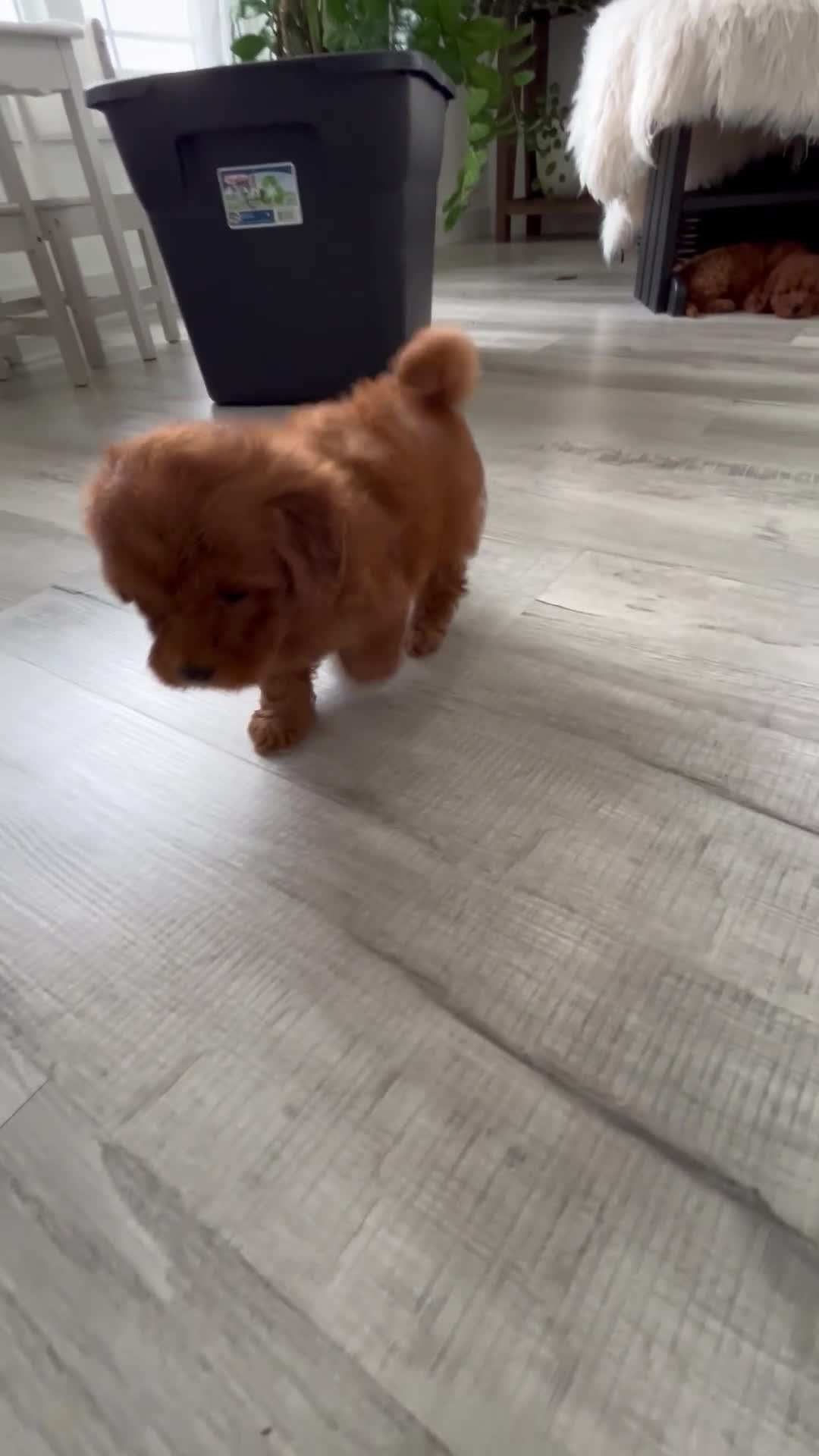 Mini Goldendoodle dogs for sale: Brody - Video 1