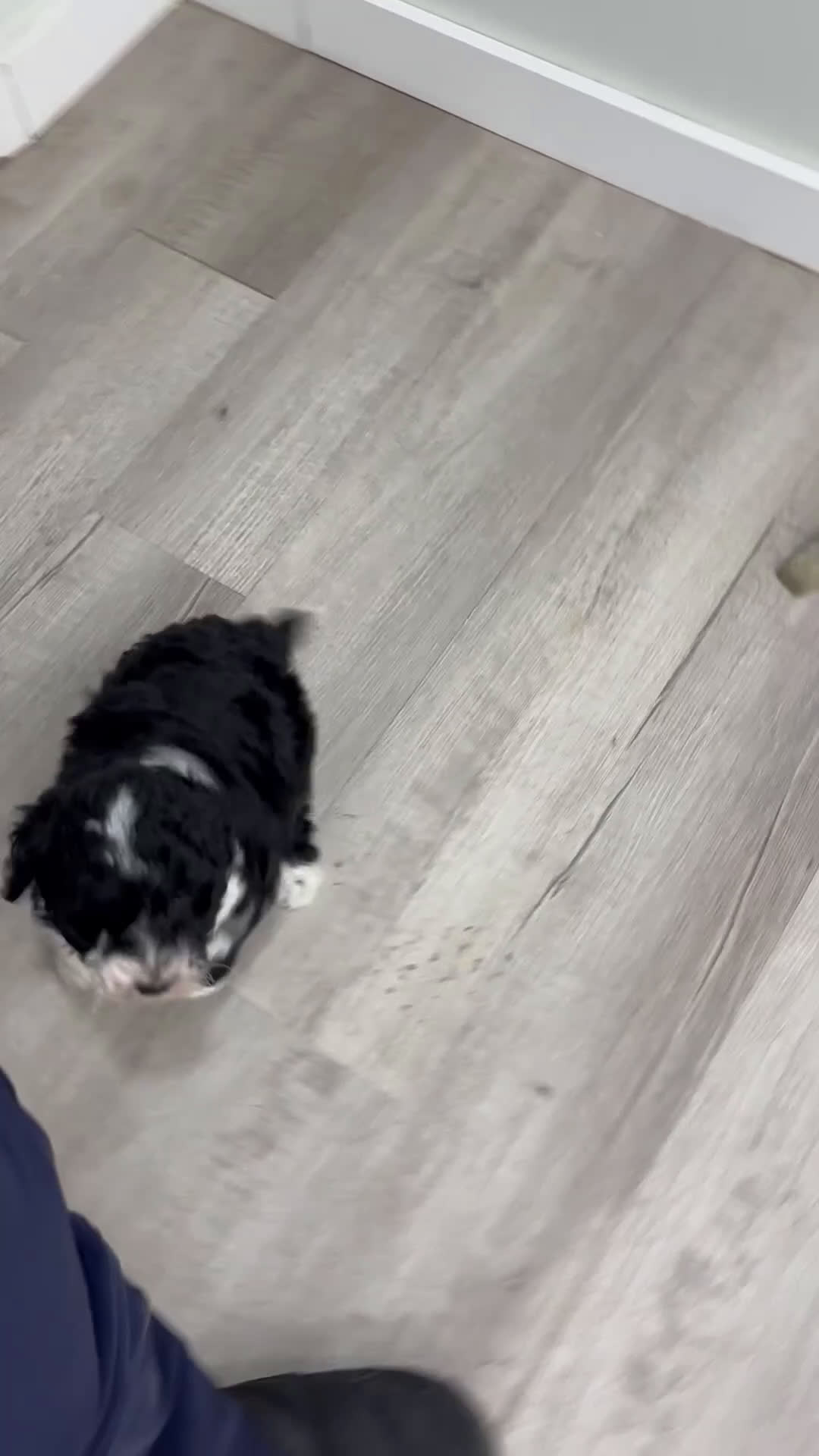 Aussiedoodle dogs for sale: Buddy - Video 1