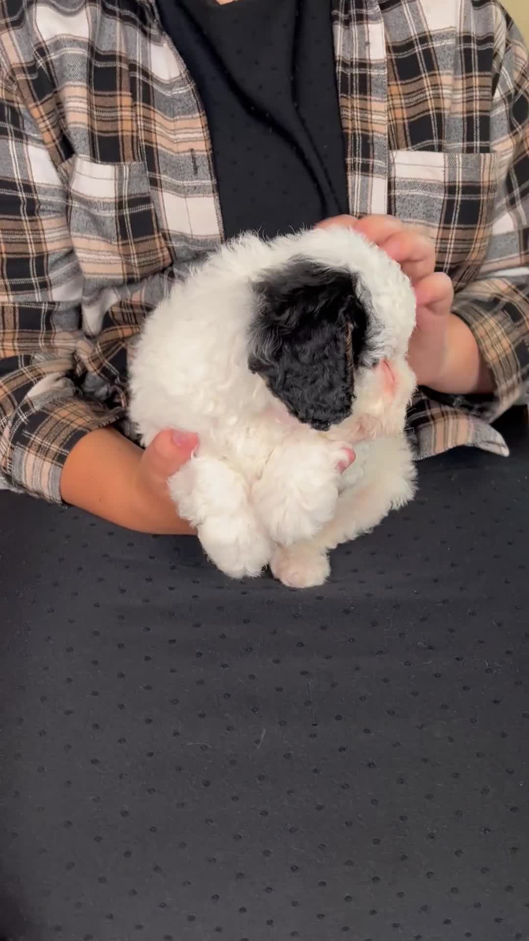 Mini Bernedoodle dogs for sale: Molly - Rare color! - Video 1