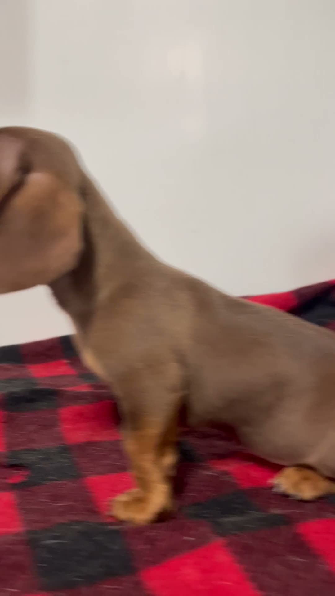 Miniature Dachshund dogs for sale: Gunther  - Video 1
