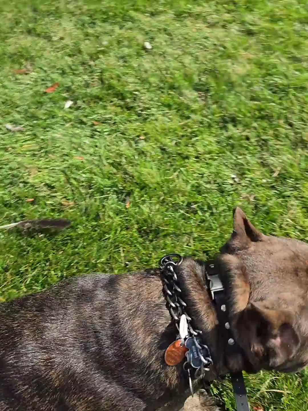 Cane Corso dogs for stud: Bam bam Italian cane corso  - Video 1