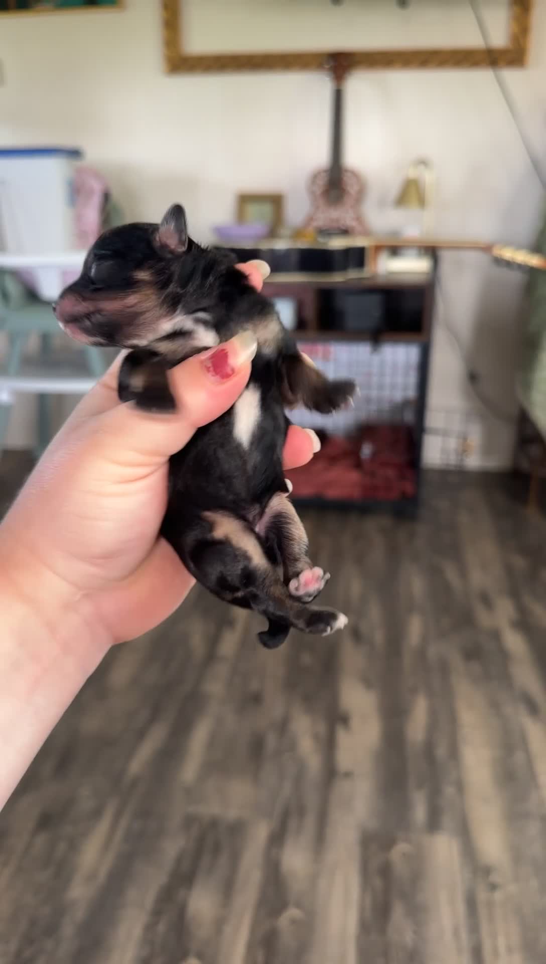 Pomapoo dogs for sale: Pomapoo 1 - Video 3