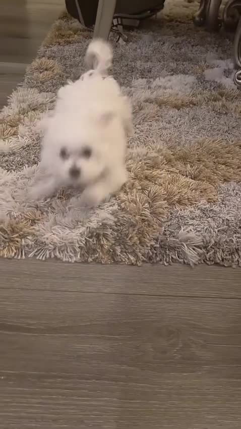 Maltese dogs for sale: Jolly - Video 1
