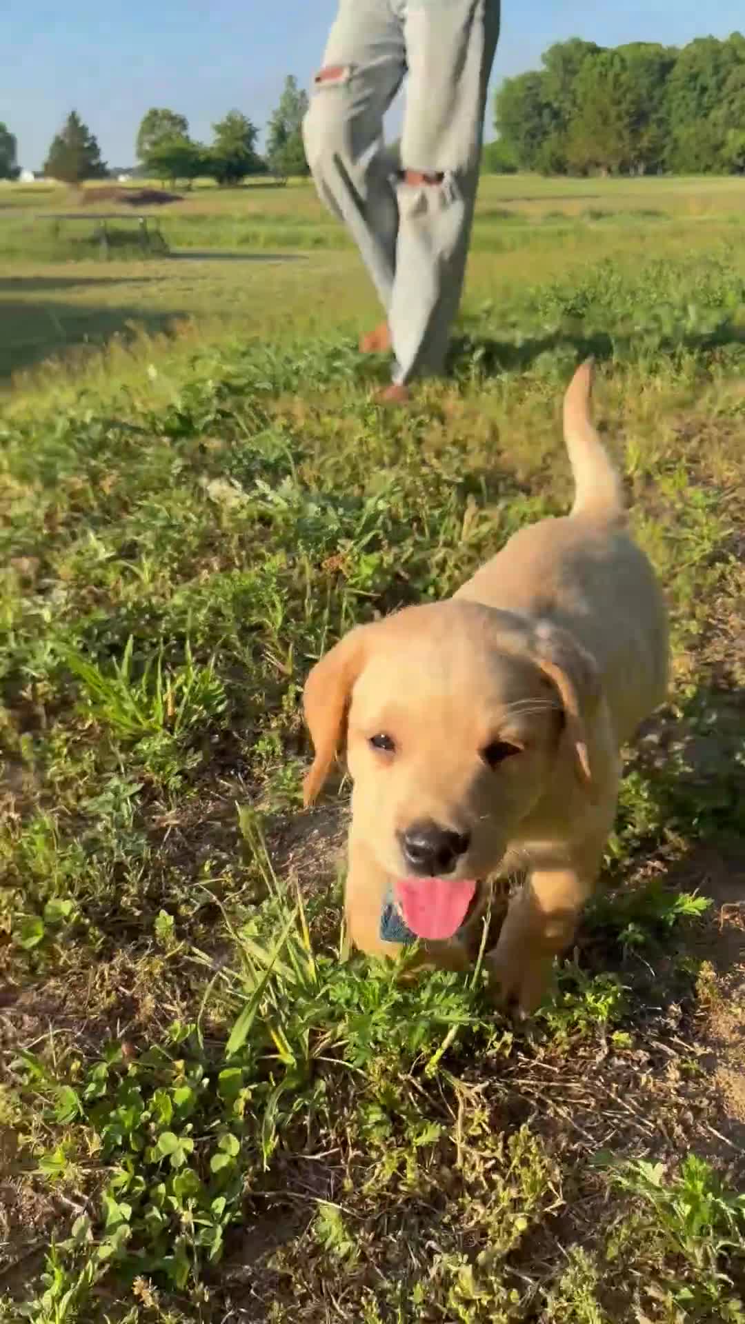 Labrador Retriever dogs for sale: Labrador Retriever Puppy 1 - Video 1