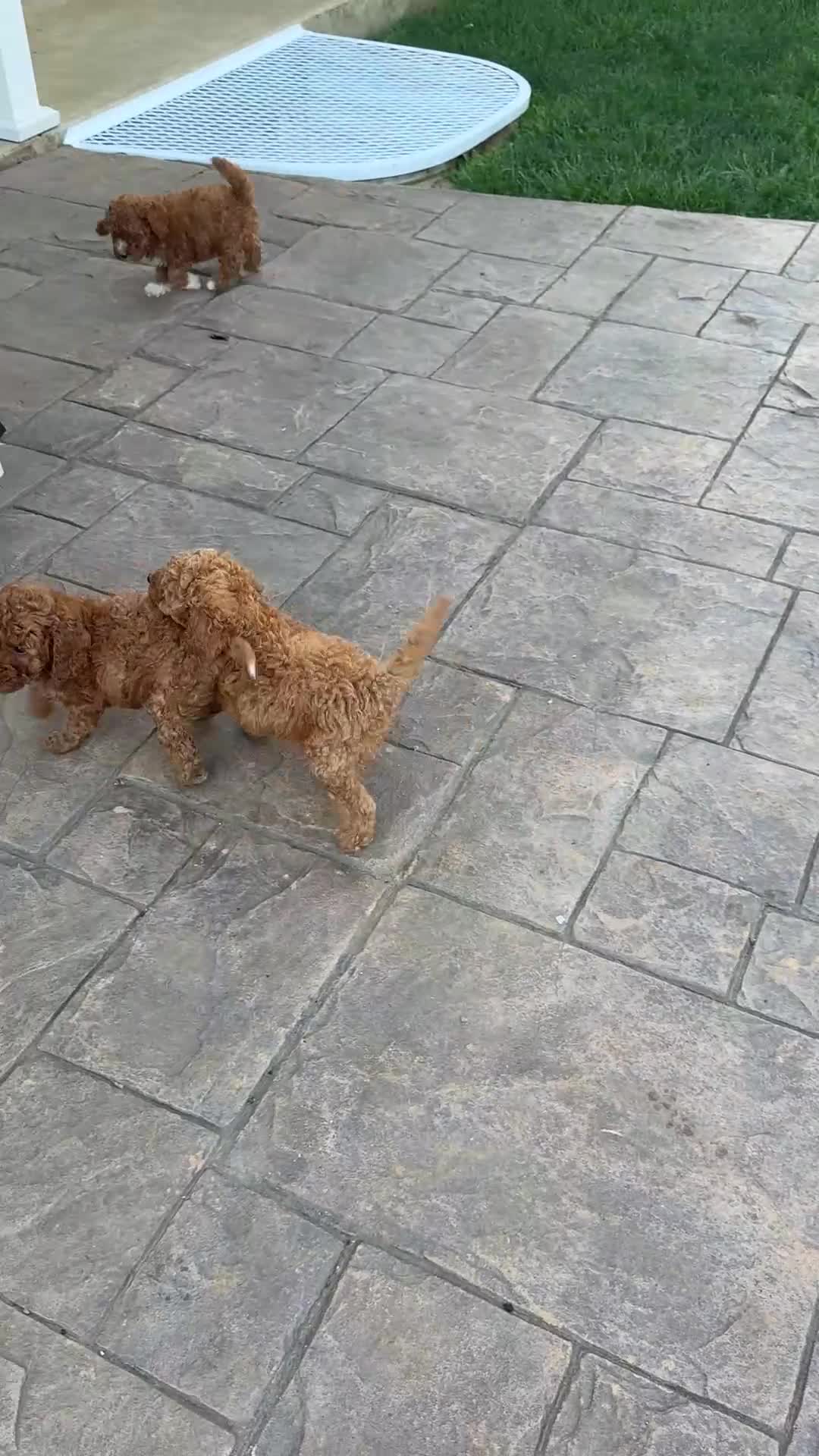 Miniature Poodle dogs for sale: Max - Video 1