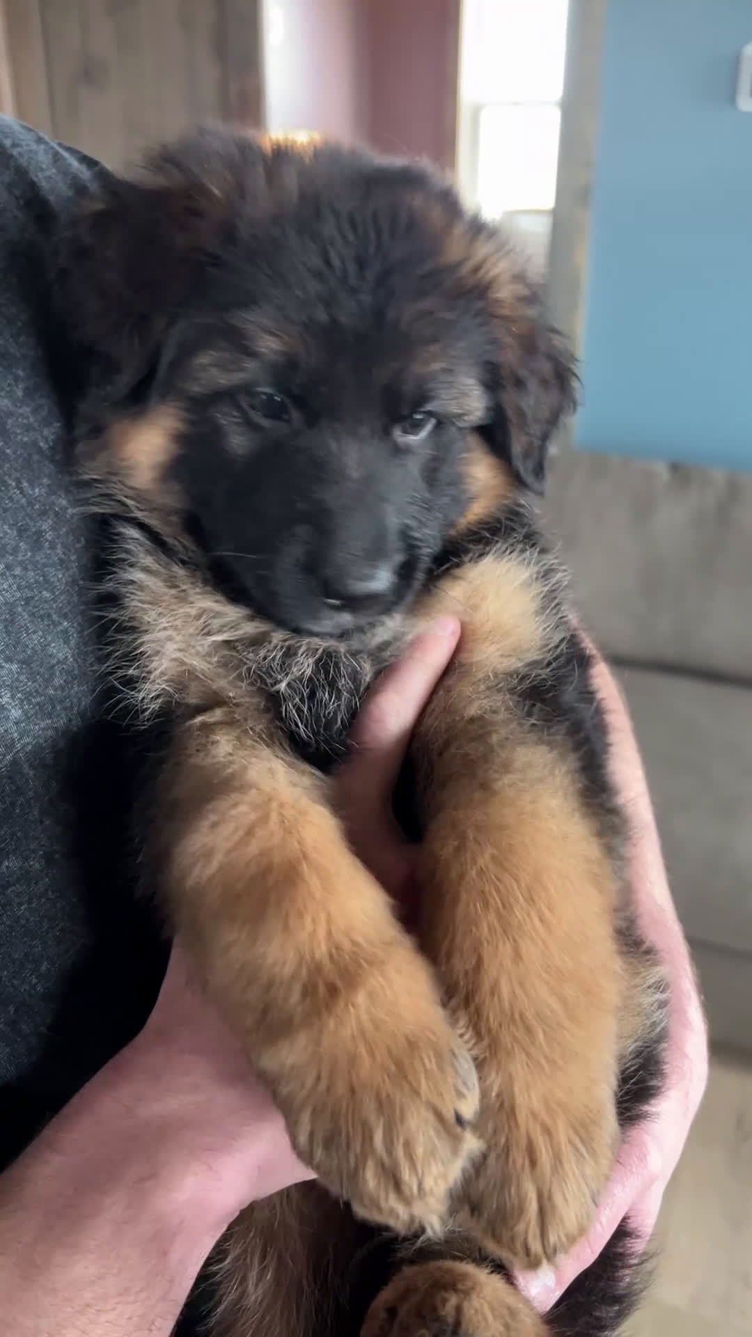 German Shepherd dogs for sale: Babette - Video 1