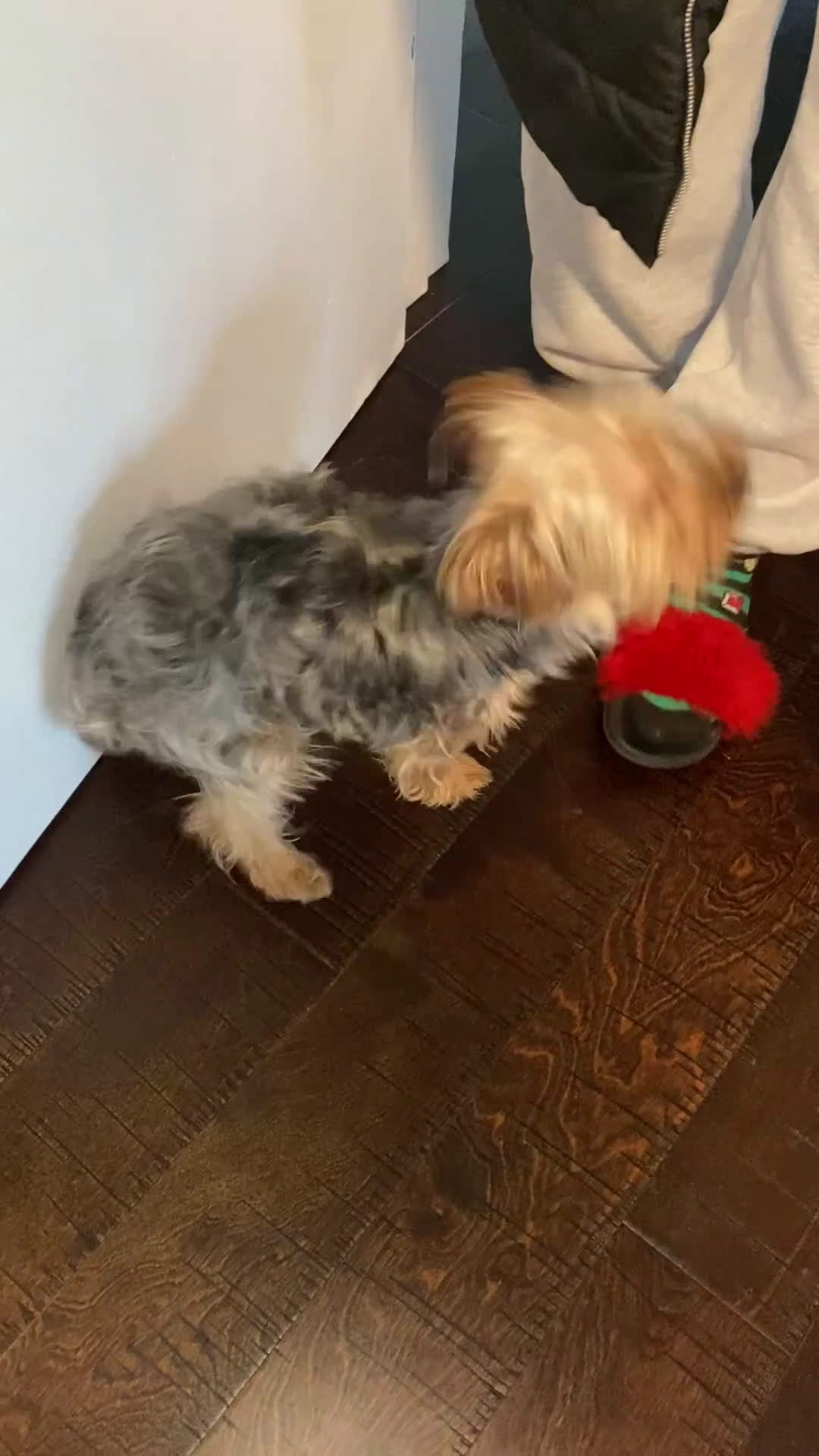 Yorkshire Terrier dogs for sale: Yorkshire Terrier Puppy 1 - Video 1